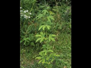 Grande herbe à poux (Ambrosia trifida)_16