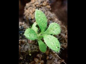 Céraiste vulgaire(Cerastium fontanum)_4