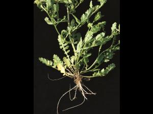 Rorippe marais (Rorippa palustris)_9