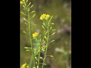 Rorippe marais (Rorippa palustris)_13
