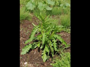 Rorippe marais (Rorippa palustris)_18