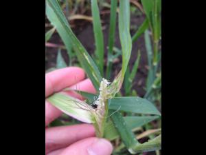 Seigle d'automne - glyphosate (9)_5