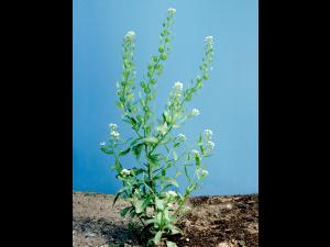 Tabouret des champs (Thlaspi arvense)_4