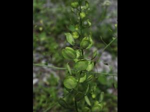 Tabouret des champs (Thlaspi arvense)_14