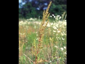 Patience crépue (Rumex crispus)_7