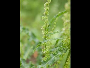 Patience crépue (Rumex crispus)_13