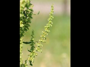 Patience crépue (Rumex crispus)_21