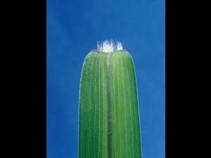 Sétaire verticillée (Setaria verticillata)_5