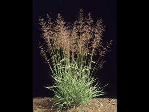 Agrostide blanche(Agrostis gigantea)_1