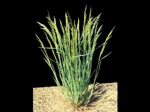 Agrostide blanche(Agrostis gigantea)_2