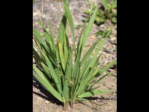 Agrostide blanche(Agrostis gigantea)_3