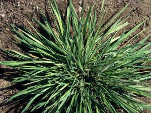 Agrostide blanche(Agrostis gigantea)_4