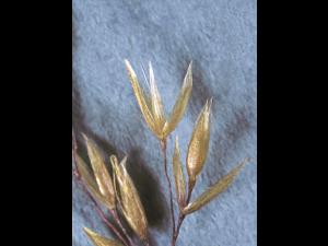 Agrostide blanche(Agrostis gigantea)_8