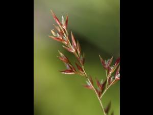 Agrostide blanche(Agrostis gigantea)_13