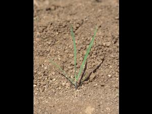 Agrostide blanche(Agrostis gigantea)_14