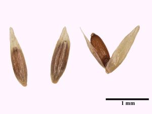 Agrostide blanche(Agrostis gigantea)_15