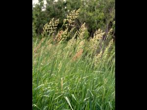 Alpiste roseau(Phalaris arundinacea)_1