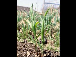 Alpiste roseau(Phalaris arundinacea)_2