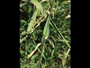 Alpiste roseau(Phalaris arundinacea)_8