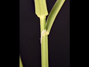 Alpiste roseau(Phalaris arundinacea)_10