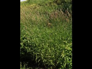 Alpiste roseau(Phalaris arundinacea)_11