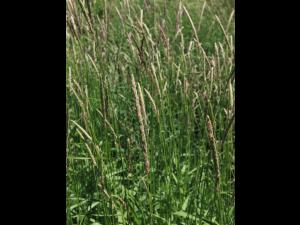 Alpiste roseau(Phalaris arundinacea)_12