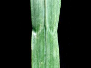 Brome inerme(Bromus inermis)_6