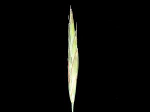 Brome inerme(Bromus inermis)_8