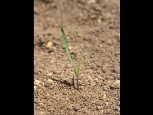 Brome inerme(Bromus inermis)_11