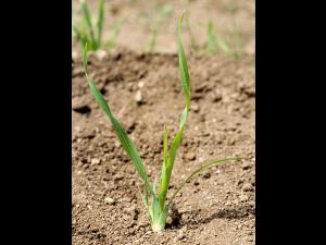 Dactyle pelotonné(Dactylis glomerata)_1