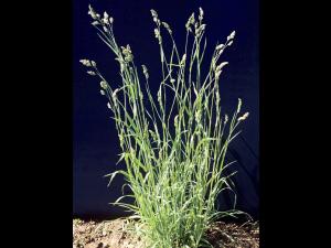 Dactyle pelotonné(Dactylis glomerata)_6