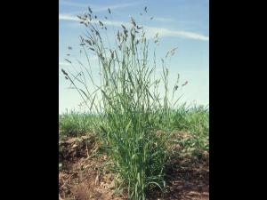 Dactyle pelotonné(Dactylis glomerata)_11