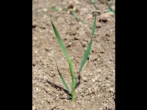 Fléole des prés (Phleum pratense)_1