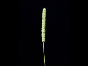 Fléole des prés (Phleum pratense)_7