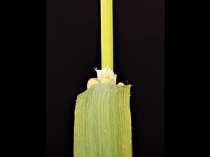 Fléole des prés (Phleum pratense)_11