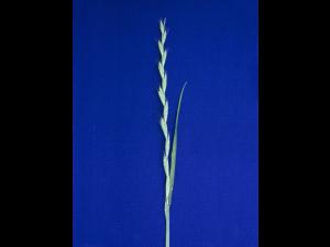 Ivraie multiflore (Lolium multiflorum)_1