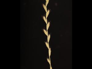 Ivraie multiflore (Lolium multiflorum)_11