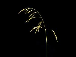 Léersie faux-riz (Leersia oryzoides)_4