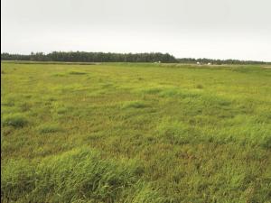 Léersie faux-riz (Leersia oryzoides)_6