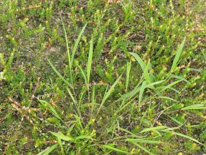 Léersie faux-riz (Leersia oryzoides)_8