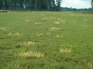 Léersie faux-riz (Leersia oryzoides)_11