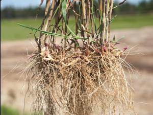 Muhlenbergie feuillée (Muhlenbergia frondosa)_5