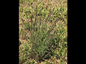 Muhlenbergie feuillée (Muhlenbergia frondosa)_13