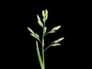 Pâturin annuel (Poa annua)_5