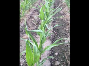 Maïs grain et fourrager - MCPA (4)_14