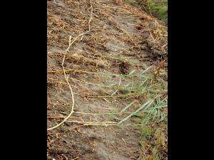 Roseau commun (Phragmites australis)_6