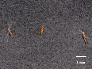 Roseau commun (Phragmites australis)_18