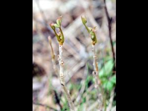 Herbe à puce (Toxicodendron radicans)_3