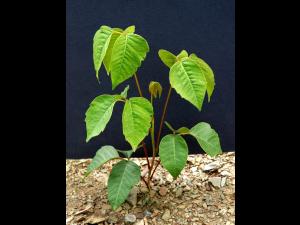 Herbe à puce (Toxicodendron radicans)_10