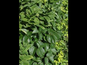 Herbe à puce (Toxicodendron radicans)_14